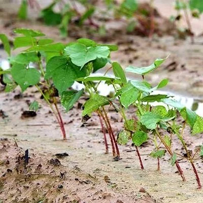 USDA Weekly Cotton Market Review