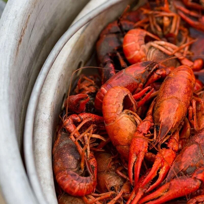 Crawfish Boils Land Rookies in Hot Water