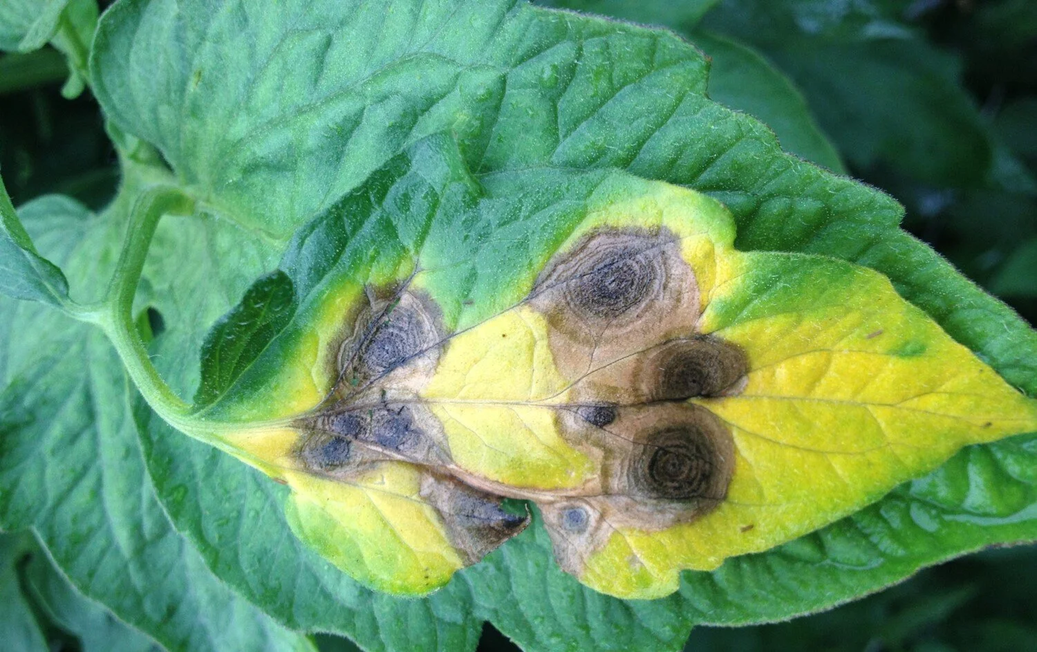 Warm, Rainy Weather Brings Vegetable Plant Diseases