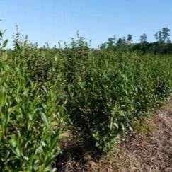 It Could Soon Be Tea Time In Louisiana