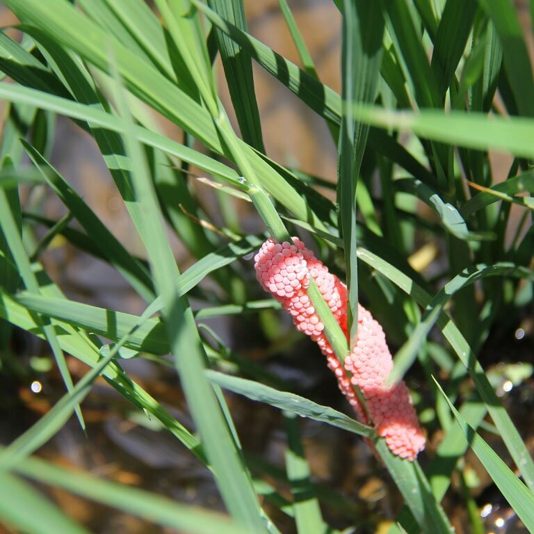 Apple Snails Continue to Be Problem in Southwest Louisiana