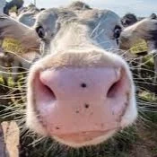 Will Animal Ag Need To Rebrand Over Alternative Meat Successes?