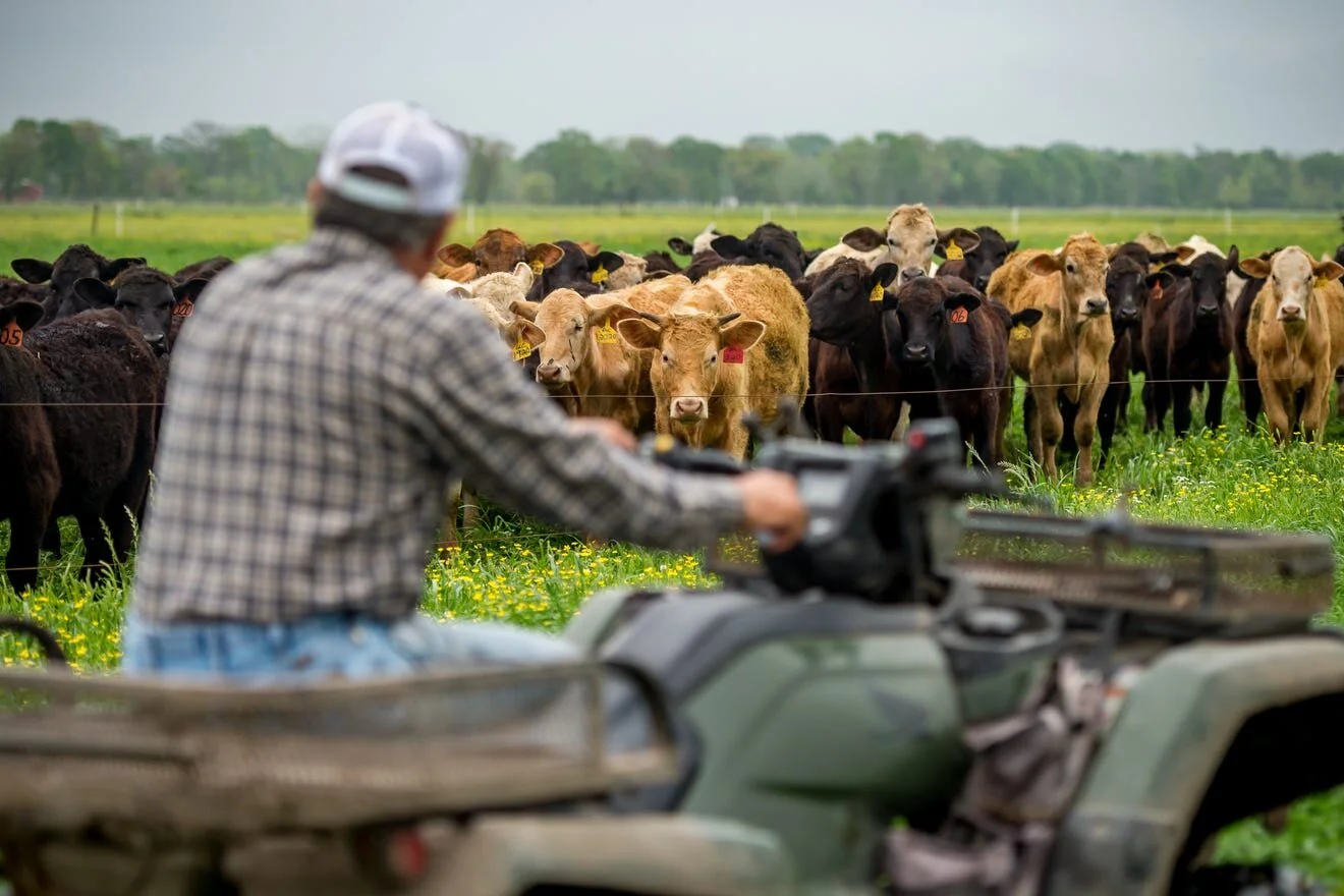 Gonsoulin Land and Cattle Company Has Centuries of History Raising Cattle in Acadiana
