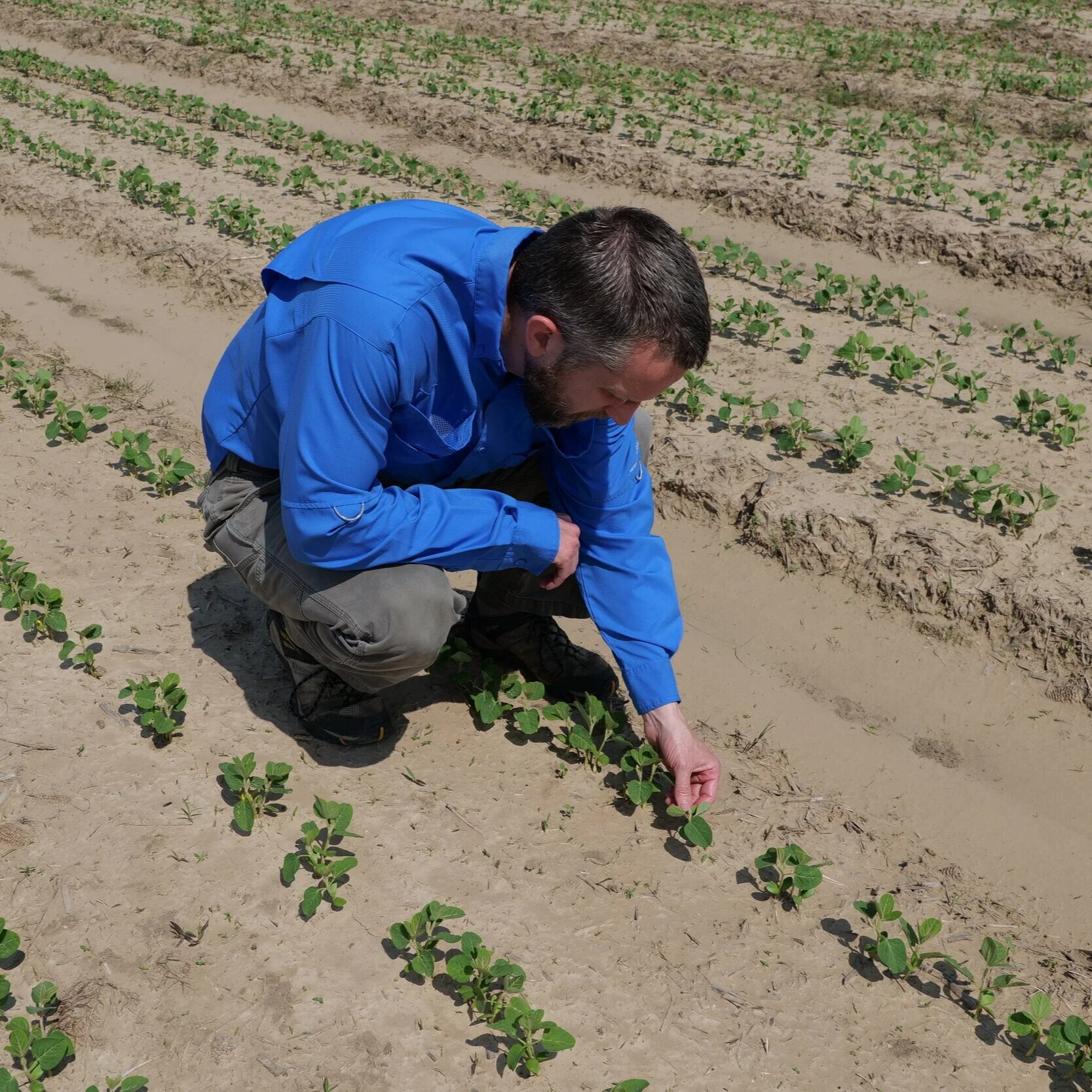Soybean Planting Well Behind Schedule