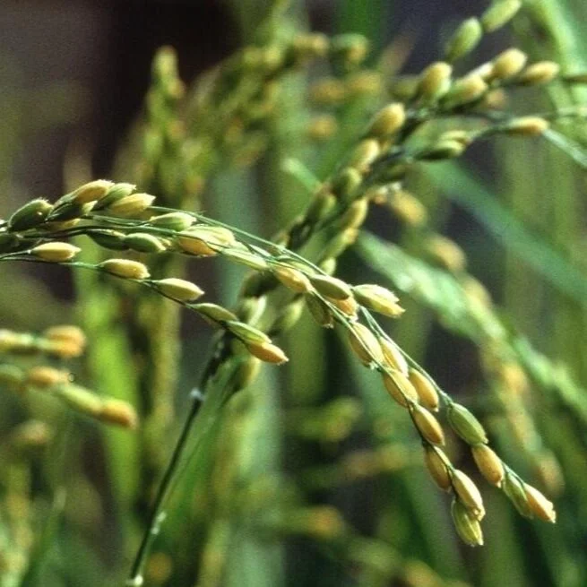 A New Route To Hardier Rice: Tweak Its Microbiome