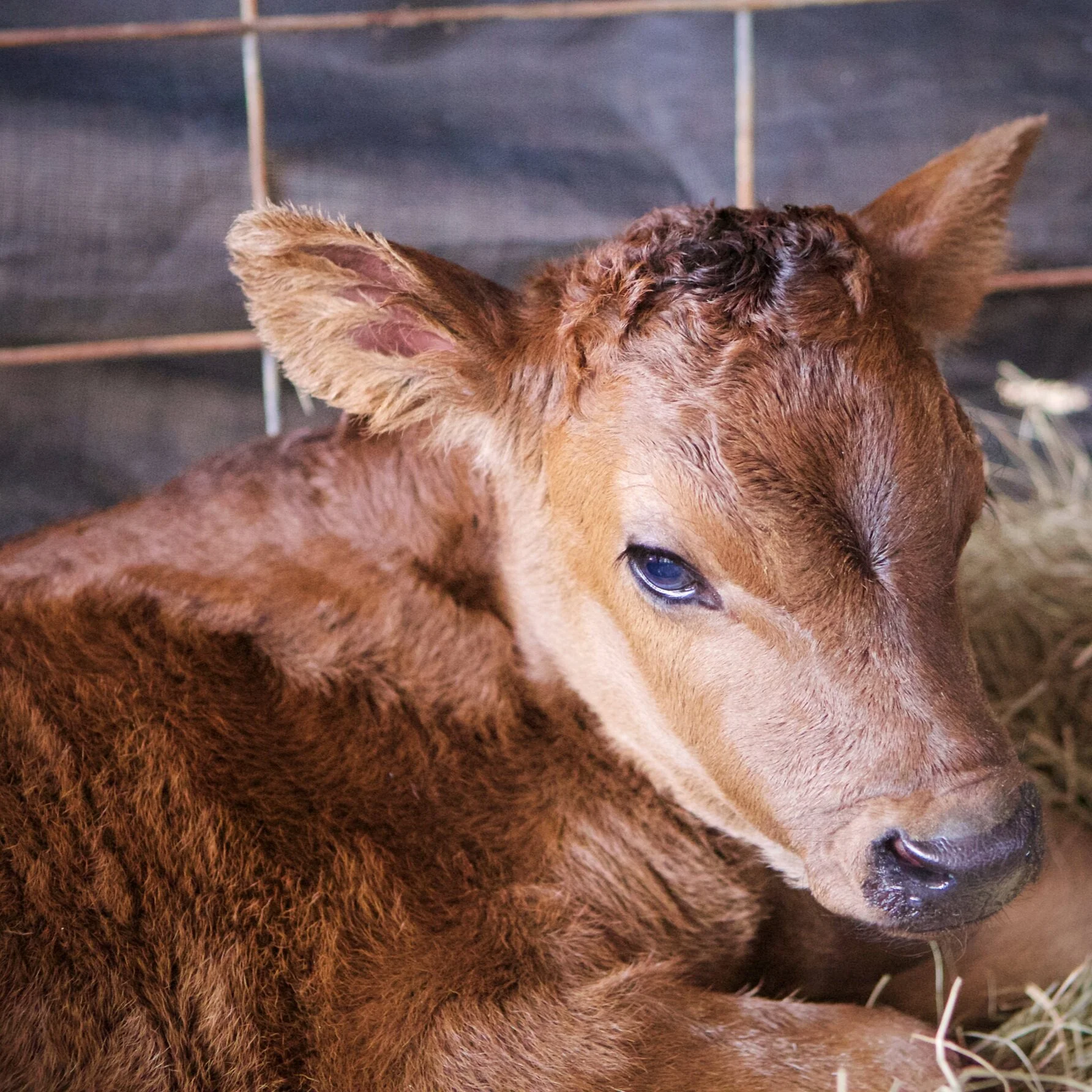 Louisiana Cattle Parish Estimates - May 10, 2021