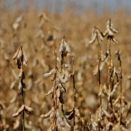Bad Weather put Soybean Planting Behind in Louisiana