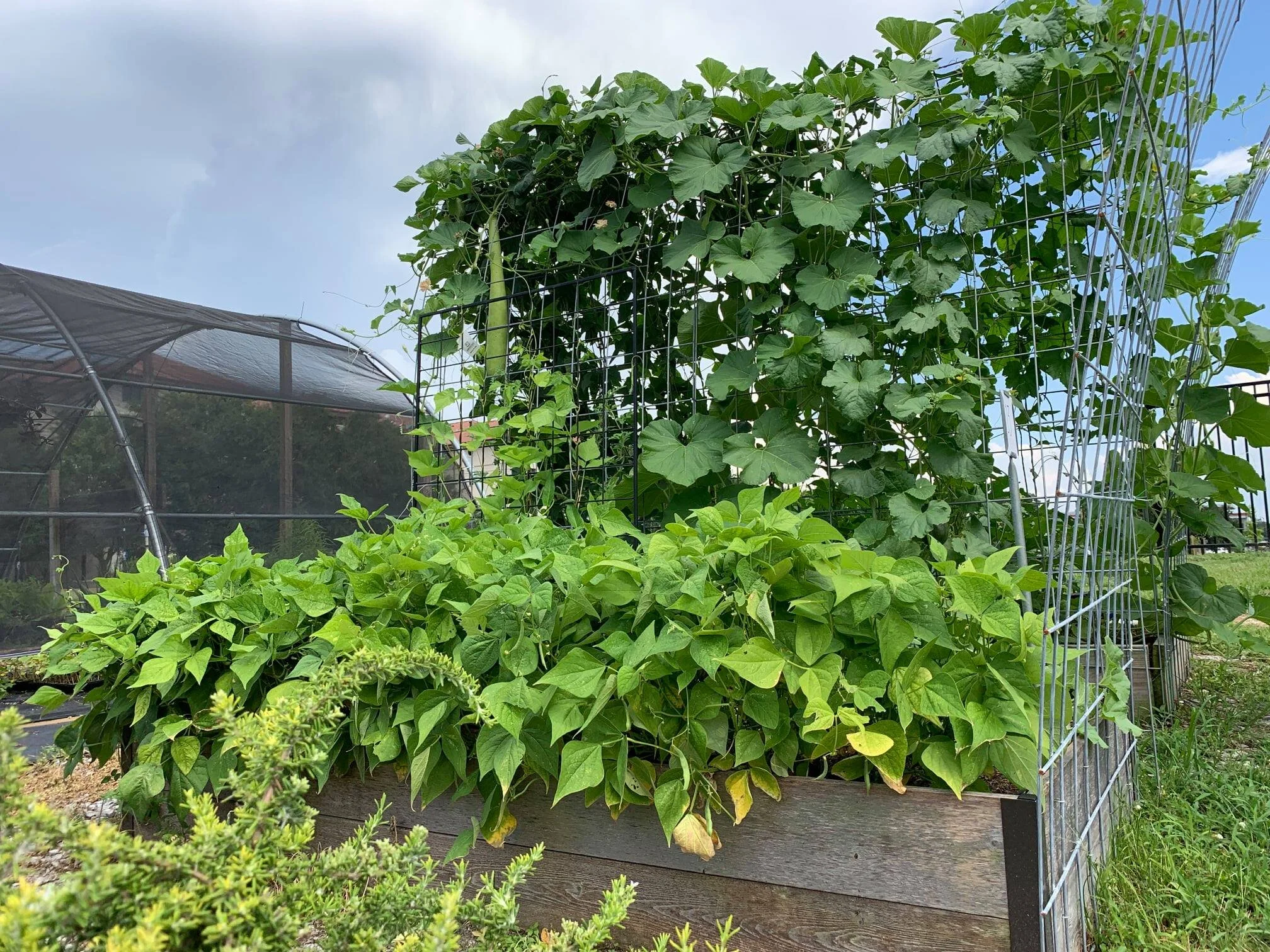 LSU School Garden Leadership Certificate Program