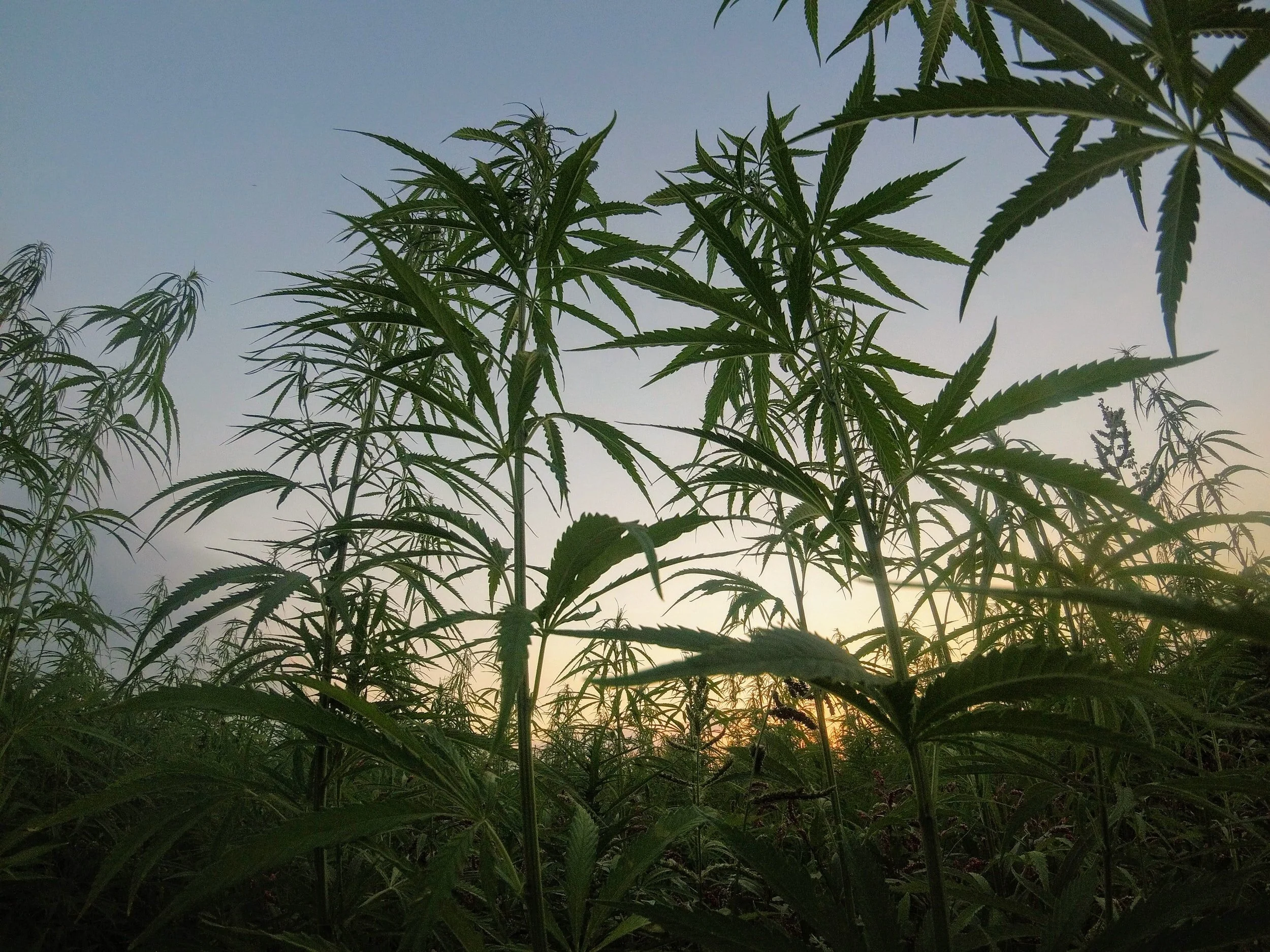 Hemp Farming in Louisiana 