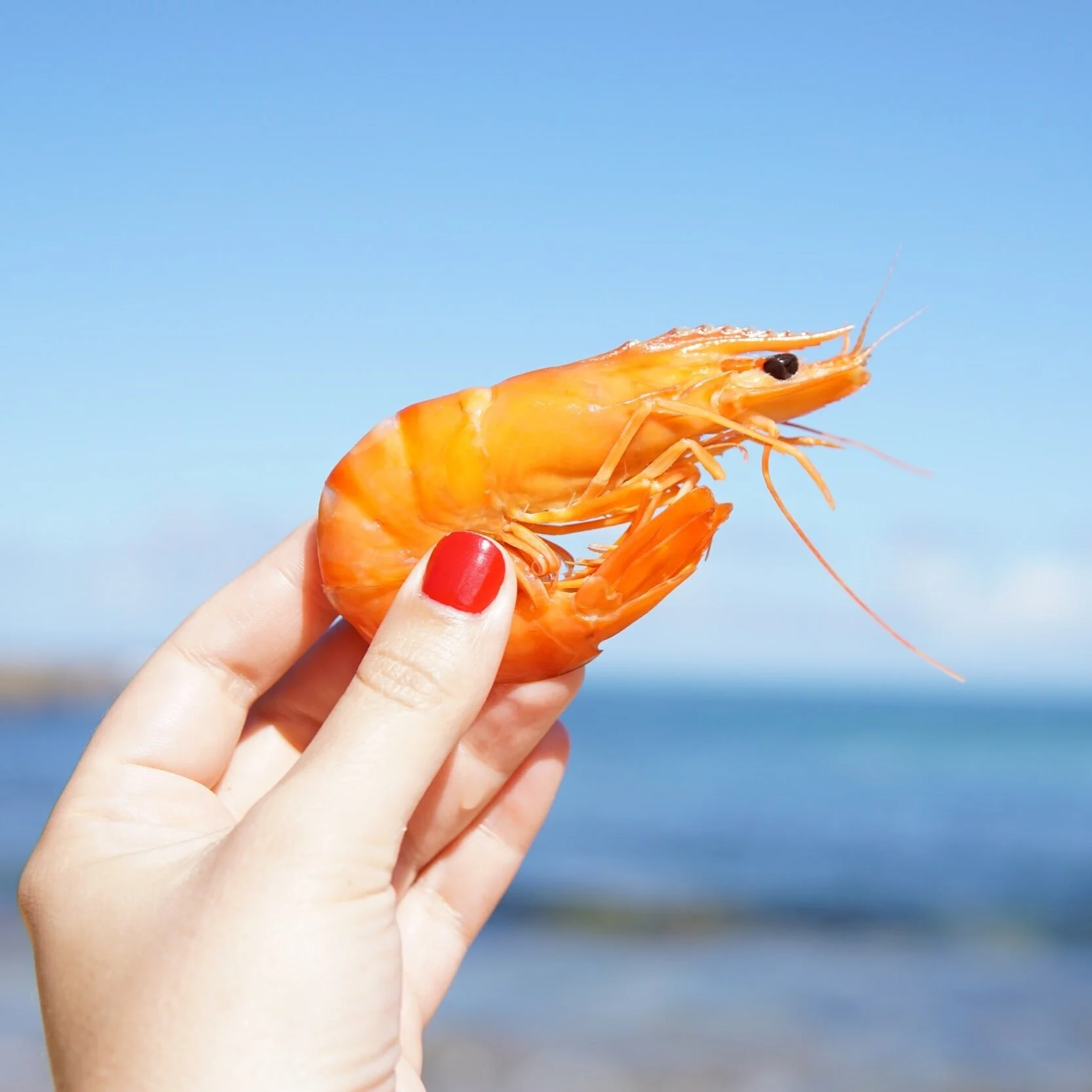 USDA to Purchase Gulf Shrimp, Graves Initiated Deal in April 2020