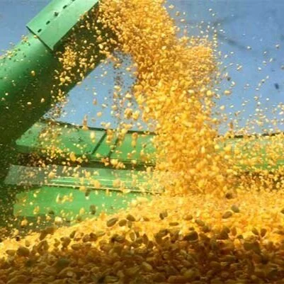 China's Buying Spree Signals Tight Corn Supplies Could Carry Into 2022