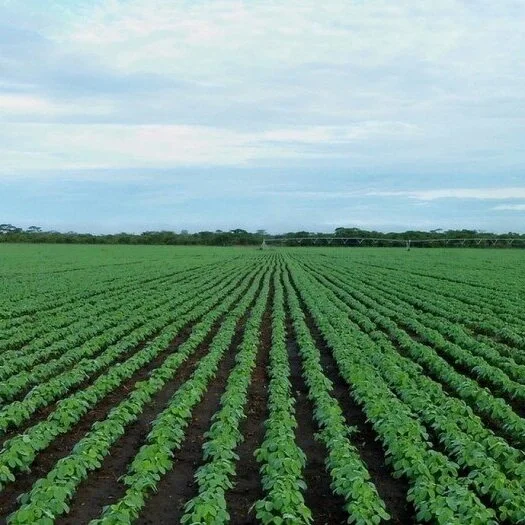 First Look at 2021/22 Marketing Year Following Sky-Rocketing 2020/21 Export Demand