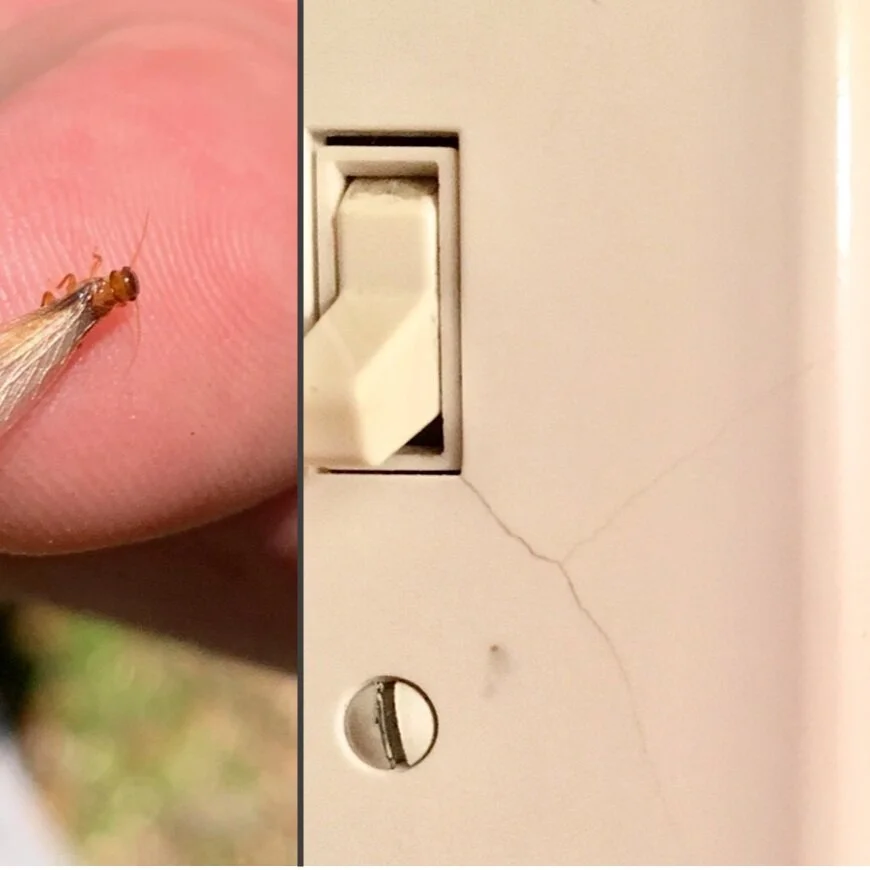 Mother's Day Is Over, But Termites Missed The Message