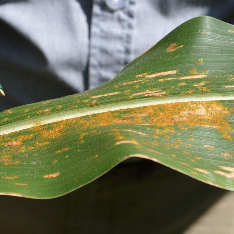 Earn More Dollars From Fungicide Applications
