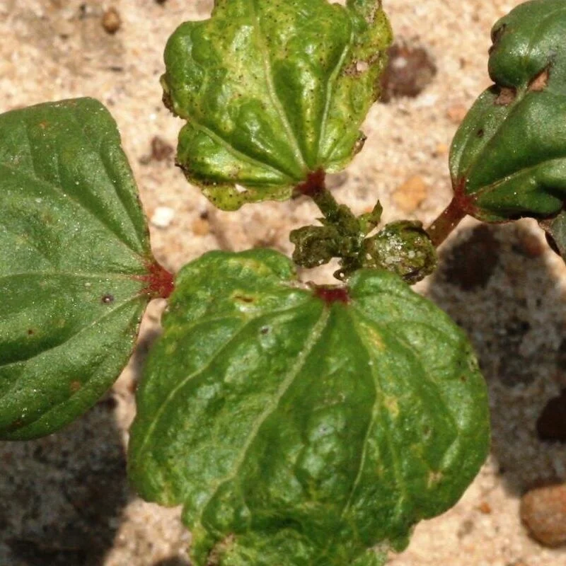 Don't Forget The Thrips Infestation Predictor