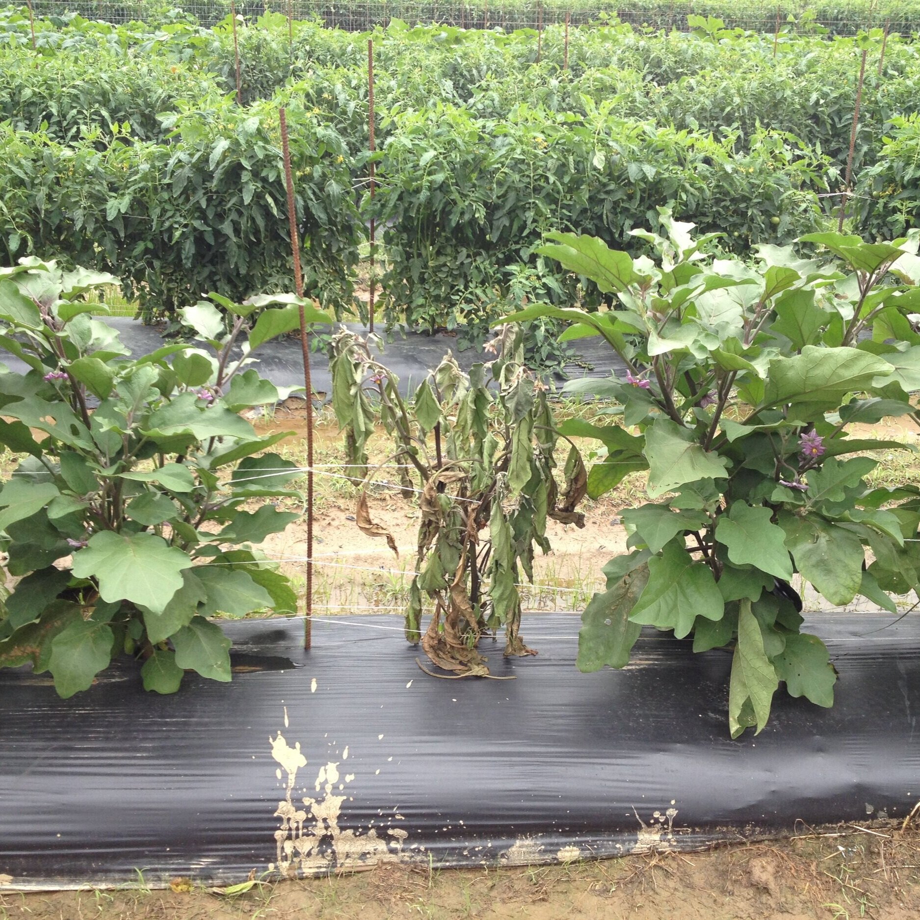 Southern Bacterial Wilt Causing Problem In Louisiana Vegetables