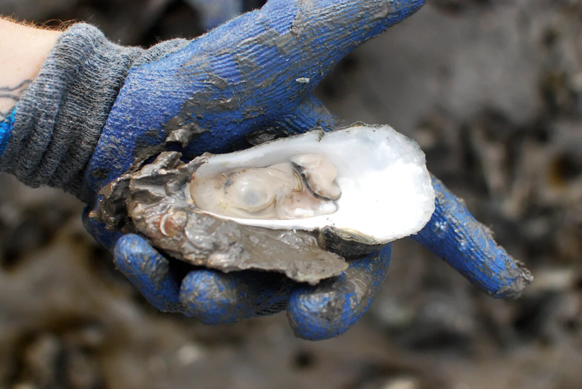 Here's How Louisiana Oyster Farmers Can Apply For State Grants to Expand New Harvesting Methods