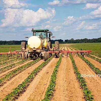 Weekly Cotton Market Review