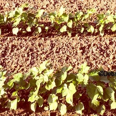 Weekly Cotton Market Review