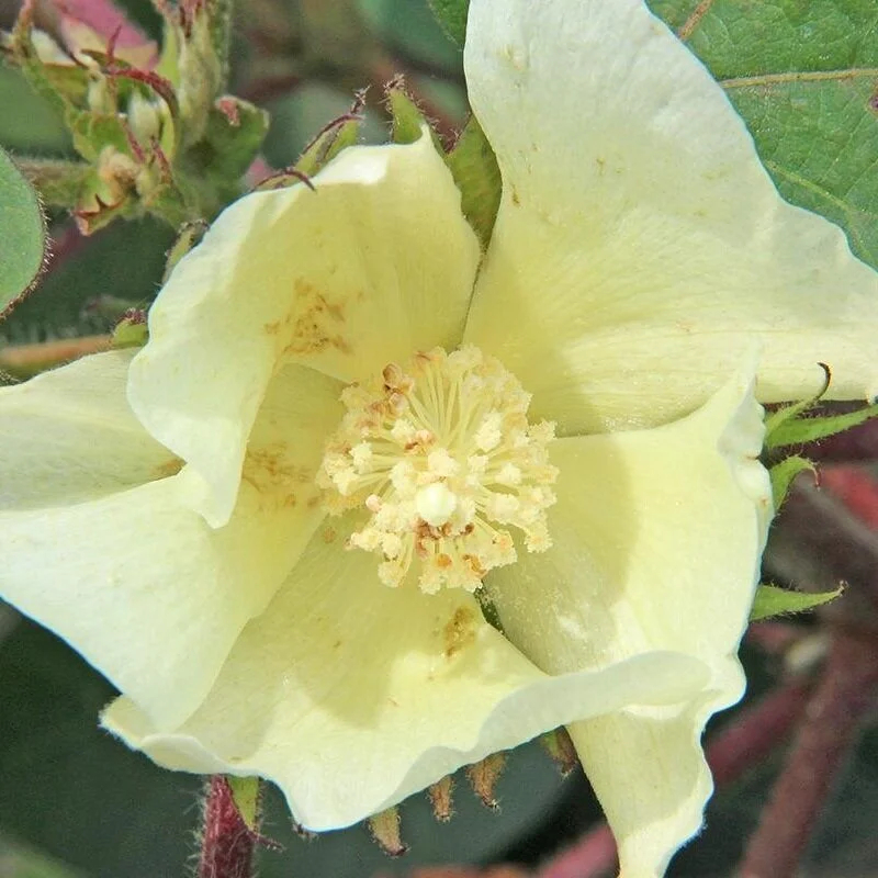 Mid-South Cotton