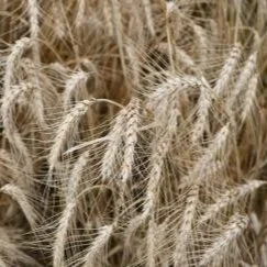 Wheat Harvest Good Despite Weather Challenges