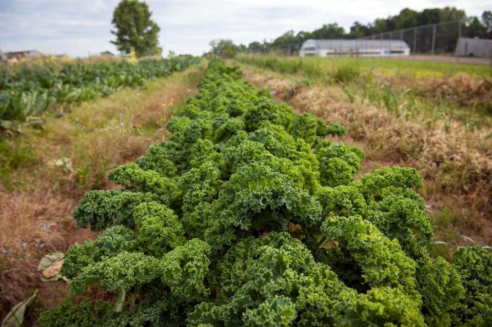 Black And Minority Farmers Will Receive $4 Billion In Debt Relief. For Some, It’s A Lifeline. For Others, Too Little, Too Late.