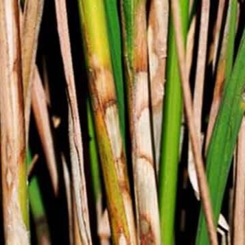 Louisiana Rice: Start Scouting Fields For Diseases