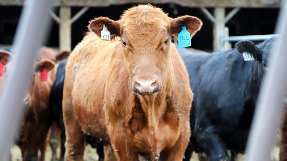 New Cattle Market Bill Aims to Increase Transparency