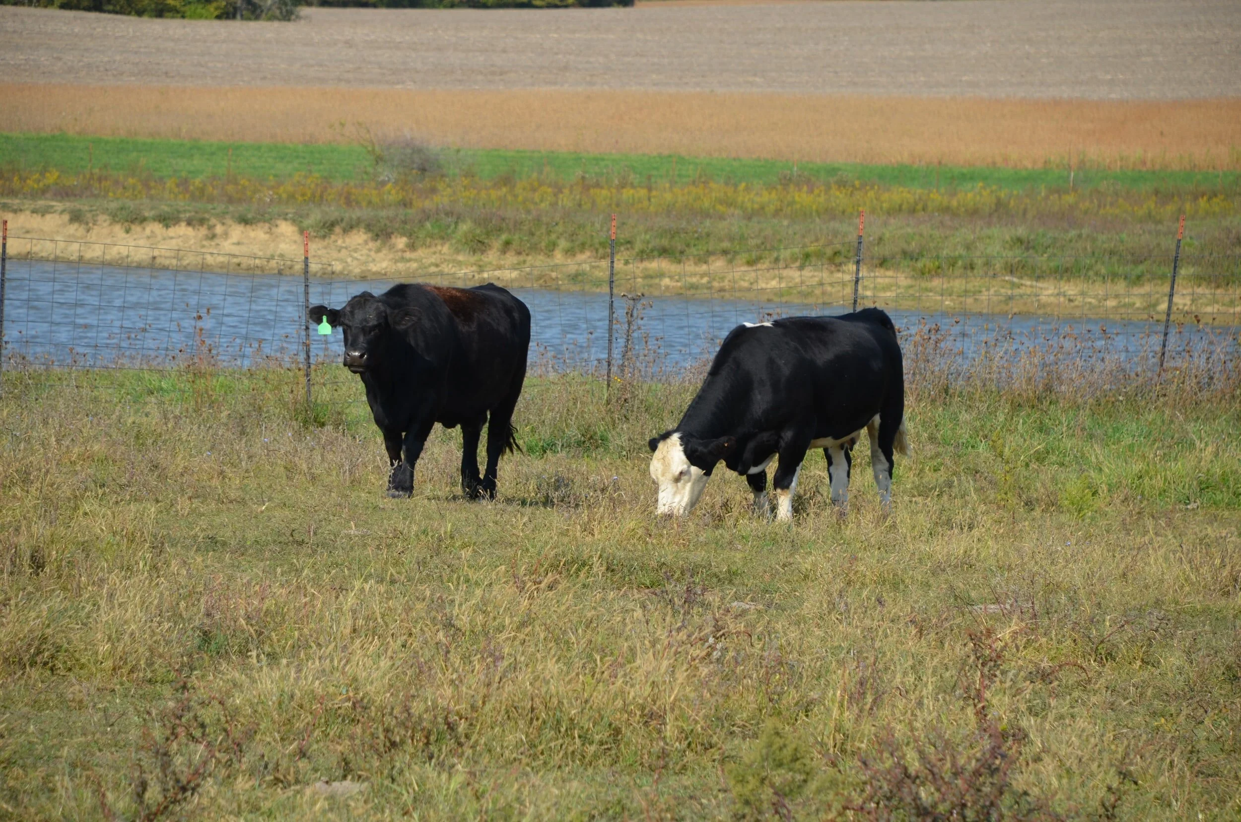 How to Manage Heat Stress in Cattle This Summer