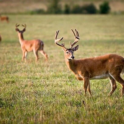 Ted Nugent Backs Louisiana Bill to Lift ‘Zombie’ Deer Baiting Bans