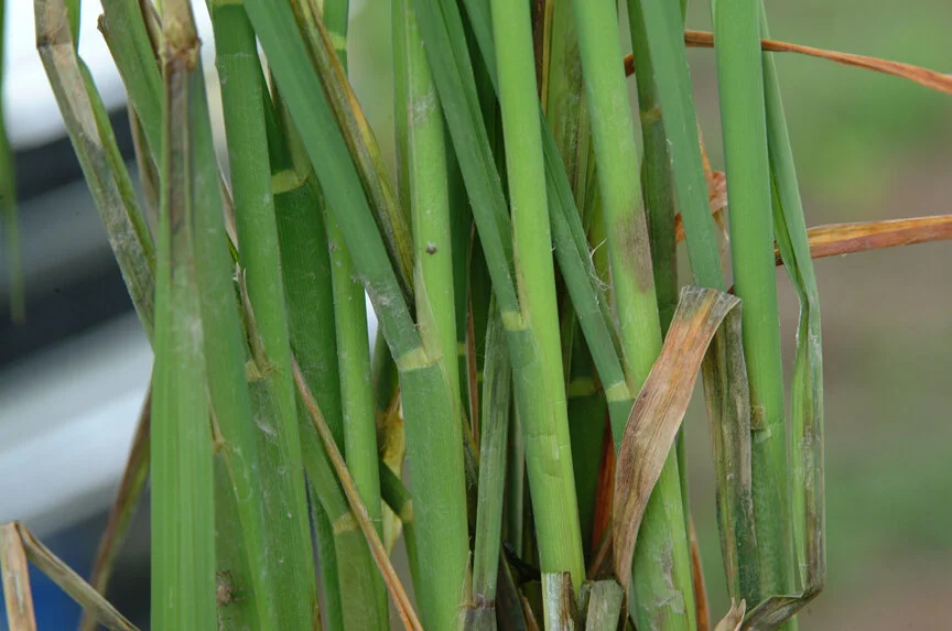Got Panicle Blight or Resistant Sheath Blight? LSU Researchers Need Your Help