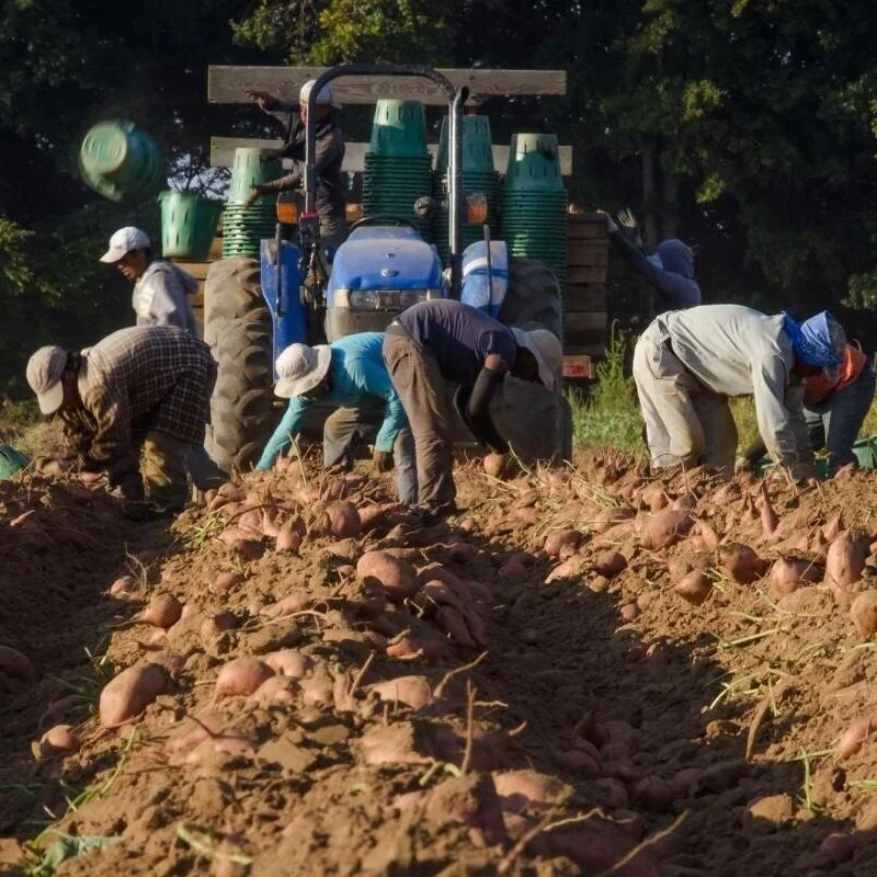 Vilsack Advocates Senate Action ON Farm Labor Reform