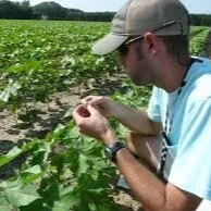 Mid-South Cotton