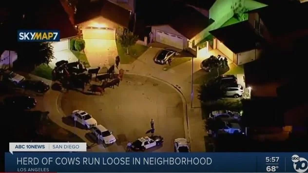 40 Escaped Cows Stampede through L.A. Neighborhood
