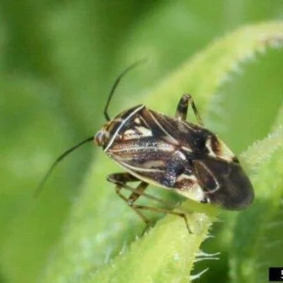 LA Cotton: Plant Bug Identification, Control 