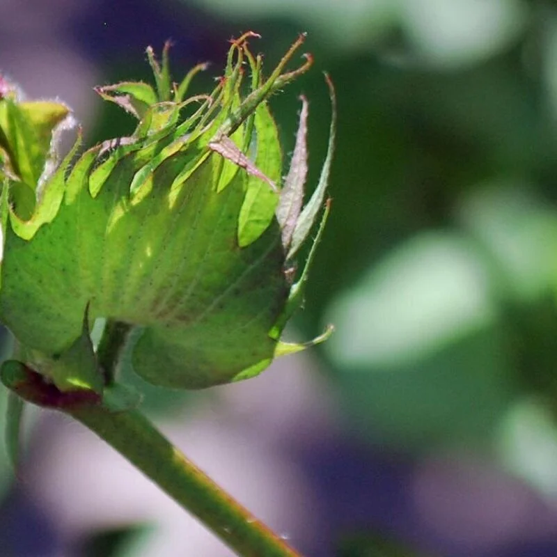 Cotton Can Progress Faster Than You Might Expect