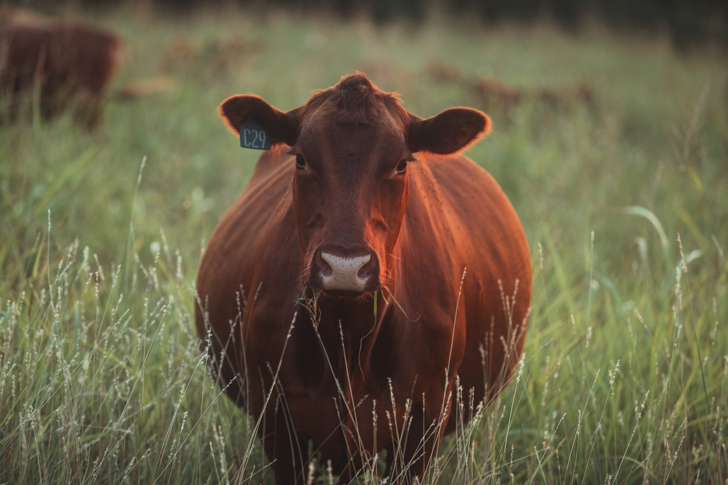 Delhi Livestock Auction -- June 16, 2021