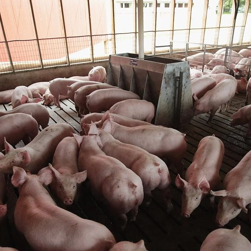 China's Hog Herd Has Almost Recovered From African Swine Fever