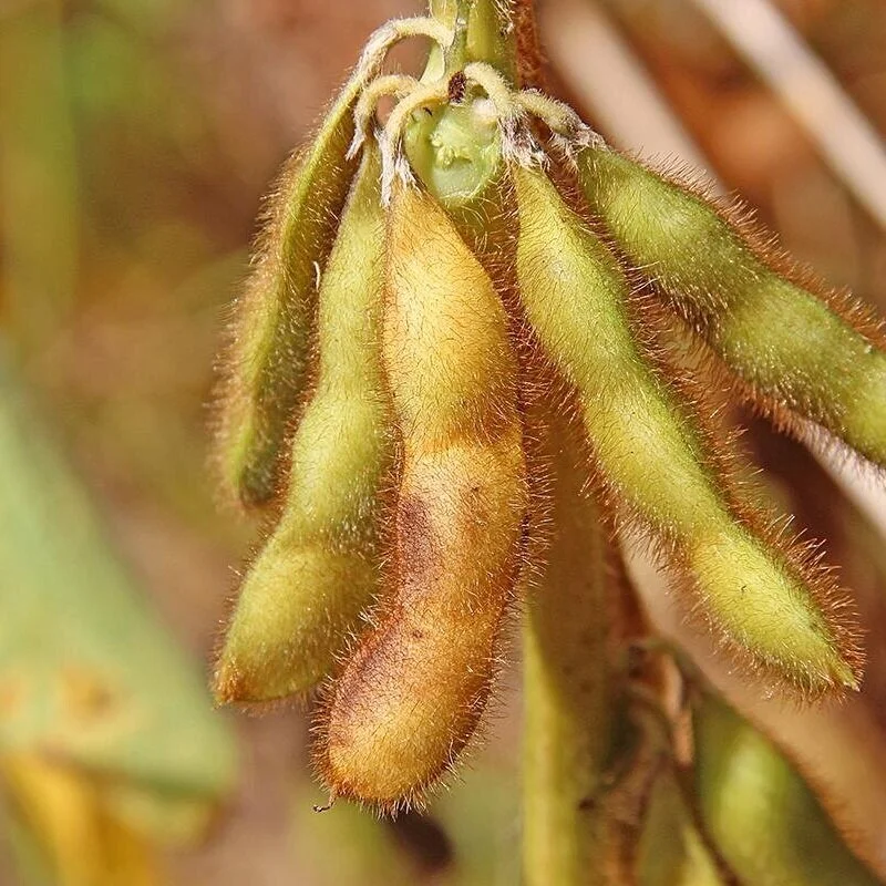 Doubling Down On Pests &amp; Resistance With Take Action Resources