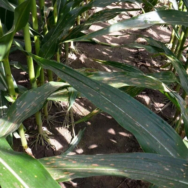 Pay Attention To Late Planted Corn To Protect Yield