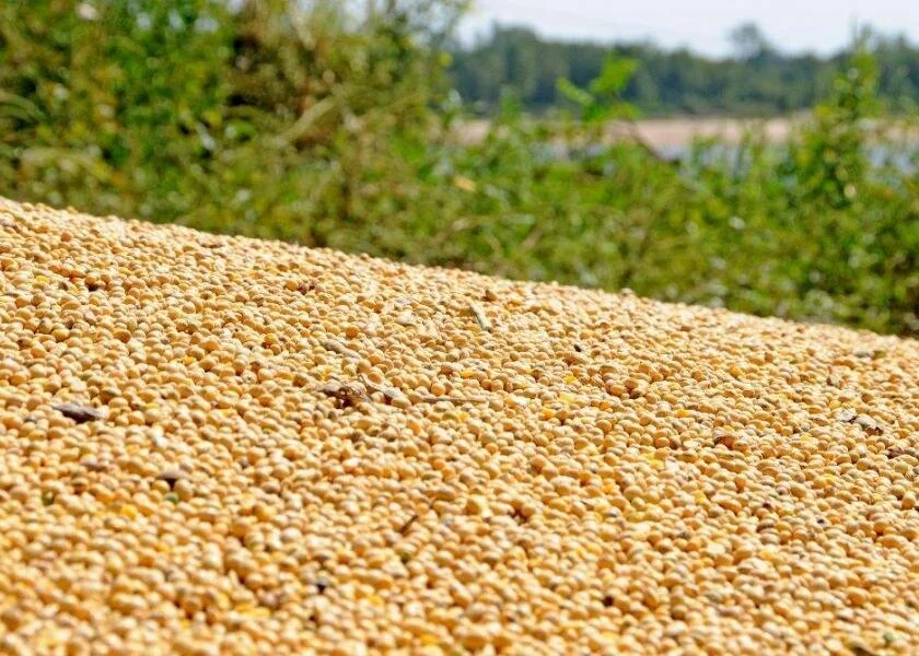 Soybean Farmers Hopeful $461 Million Buried at Bottom of Mississippi River