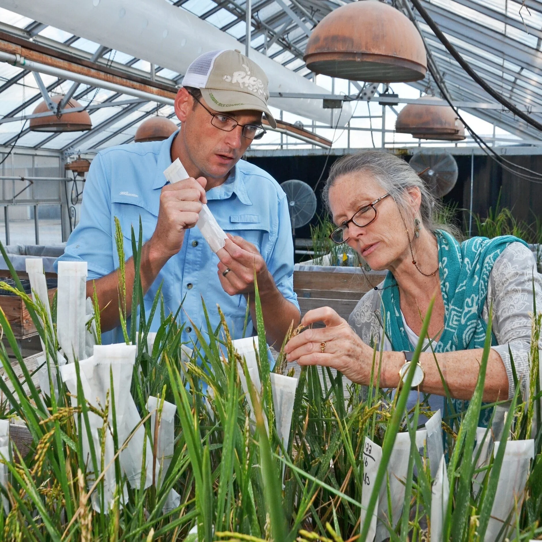 An Eye To The Future: Plant Breeders Work To Improve Crops