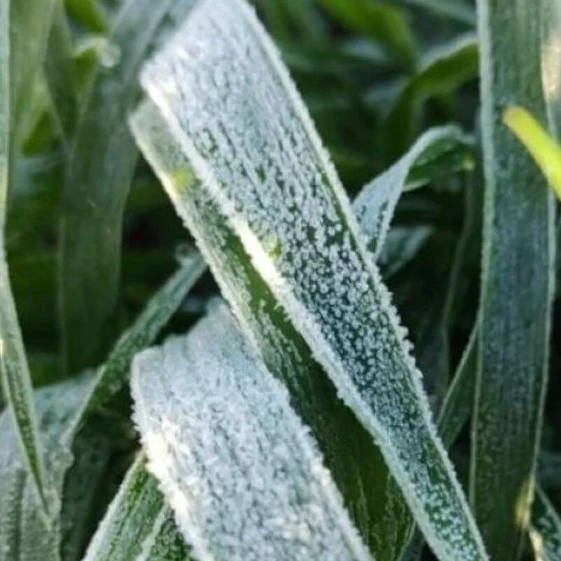 Frost Causes Corn Loss In  Brazil