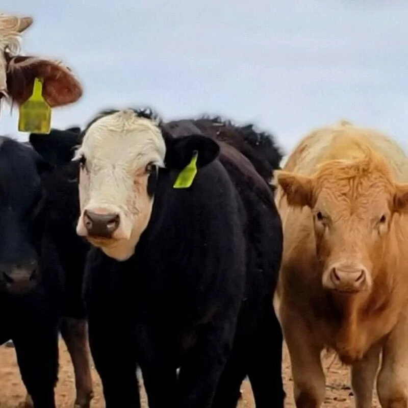 Meat Company Announces Acquisition, Expansion of Eunice Processing Facility