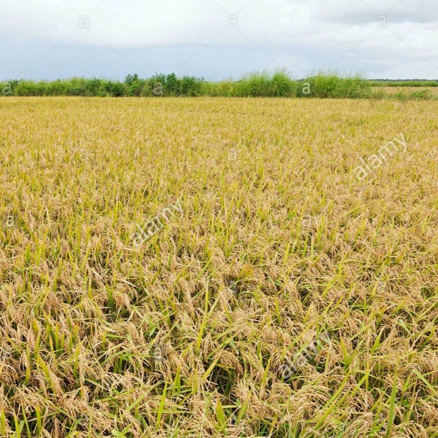 Hot Nights Mess Up Rice's Internal Clock