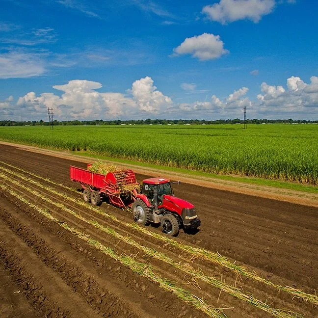 Louisiana Sugarcane Variety Performance