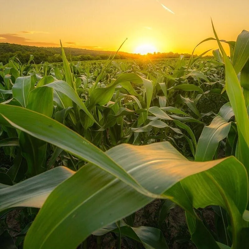 Agricultural Policy And Market Situation Newsletter