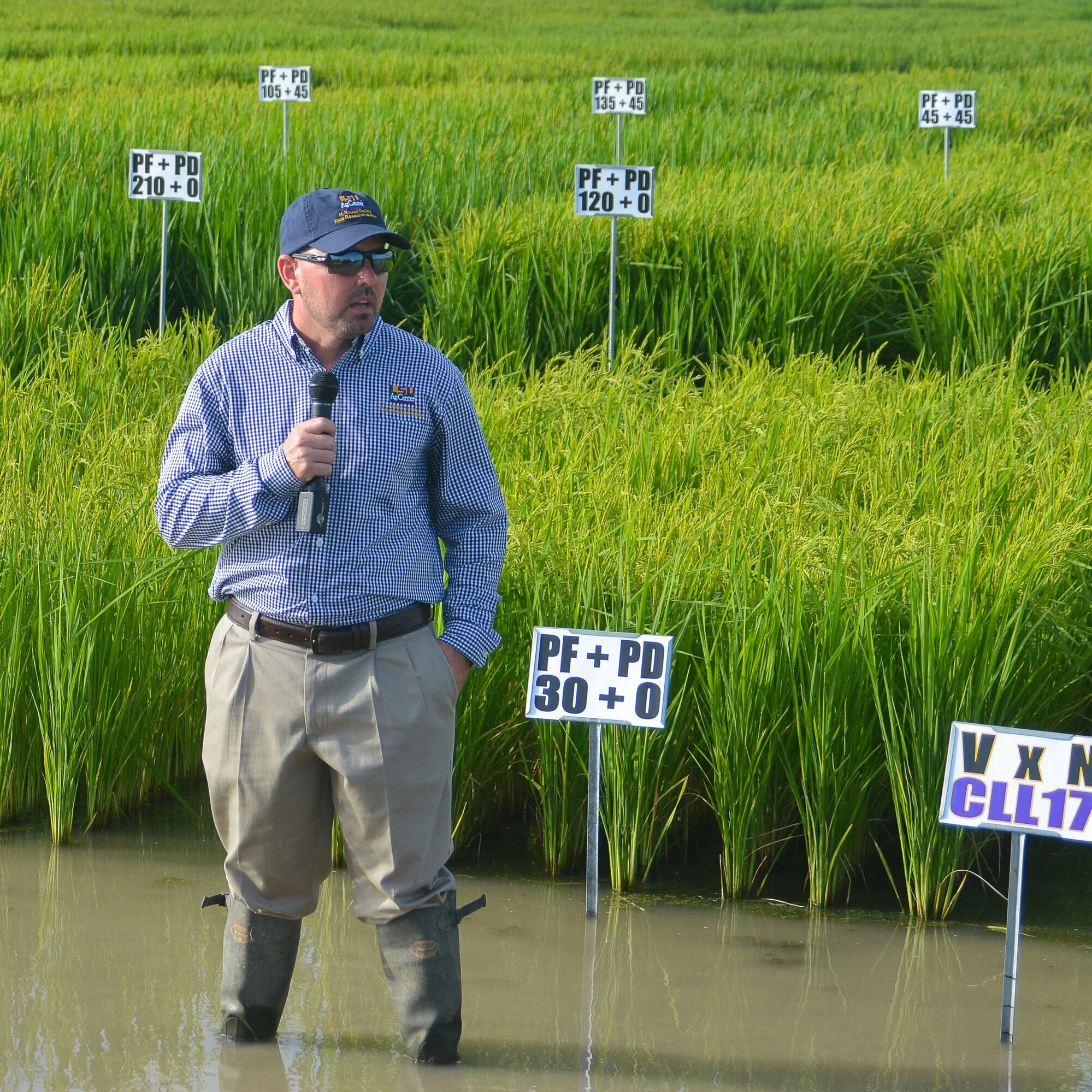 Rice Researchers Highlight Variety Development, Growing Methods at 112th Annual Field Day
