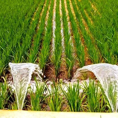 Surprising Lack Of Change To USDA's Rice Acreage