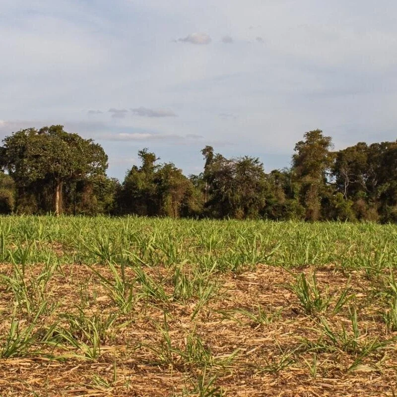 More On That Corn Killing Frost In Brazil